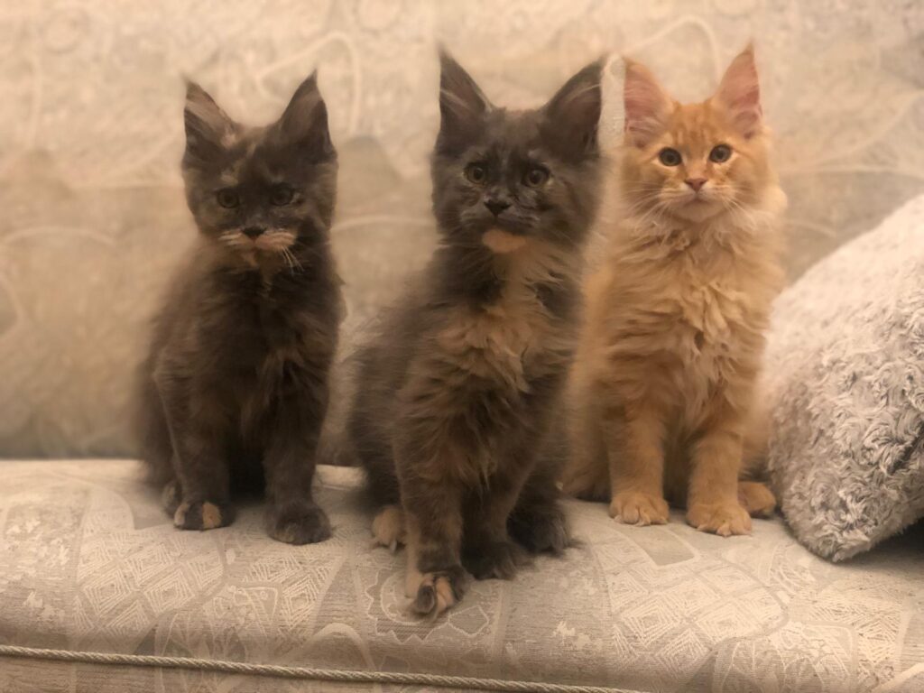 Annie, Amy, Arnošt